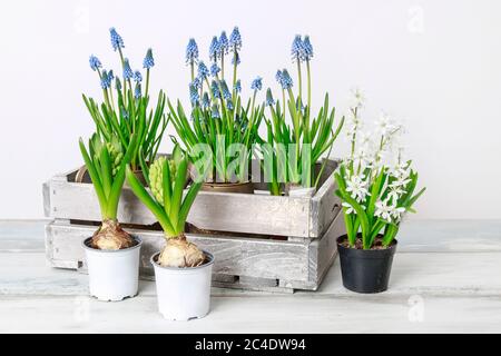 Fiori primaverili su tavolo di legno, sfondo bianco. Giardino hobby Foto Stock