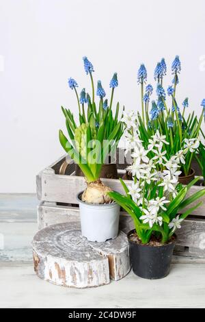 Fiori primaverili su tavolo di legno, sfondo bianco. Giardino hobby Foto Stock