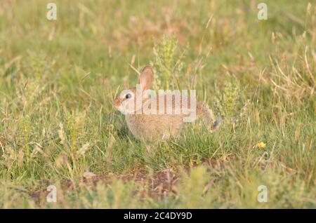 Conigli del bambino, serbatoio di Thruscross, Harrogate, Yorkshire del Nord Foto Stock