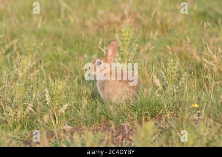 Conigli del bambino, serbatoio di Thruscross, Harrogate, Yorkshire del Nord Foto Stock