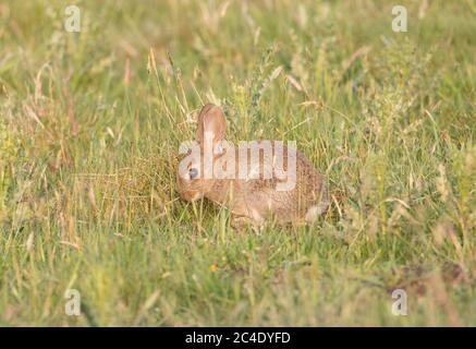 Conigli del bambino, serbatoio di Thruscross, Harrogate, Yorkshire del Nord Foto Stock