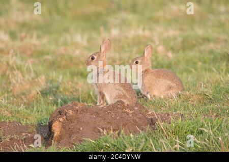 Conigli del bambino, serbatoio di Thruscross, Harrogate, Yorkshire del Nord Foto Stock