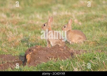 Conigli del bambino, serbatoio di Thruscross, Harrogate, Yorkshire del Nord Foto Stock