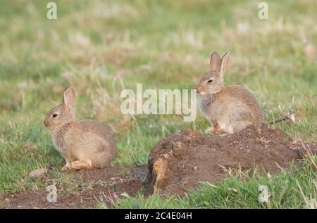 Conigli del bambino, serbatoio di Thruscross, Harrogate, Yorkshire del Nord Foto Stock