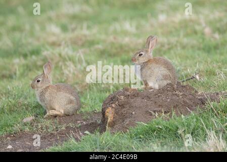 Conigli del bambino, serbatoio di Thruscross, Harrogate, Yorkshire del Nord Foto Stock