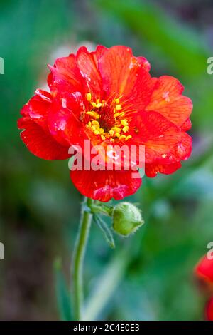 Geum 'mr J Bradshaw' una pianta di fiori perenni erbacei rossi comunemente chiamata avens Foto Stock