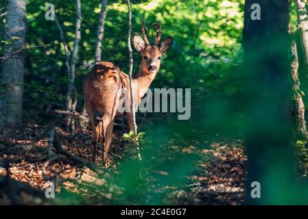 Capriolo maschio buck capriolo (Capreolus capreolus) velluto sfilacciante Foto Stock