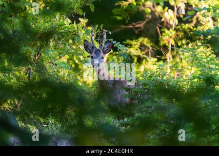 Capriolo maschio (Capreolus capreolus) che si sfilaccia Foto Stock