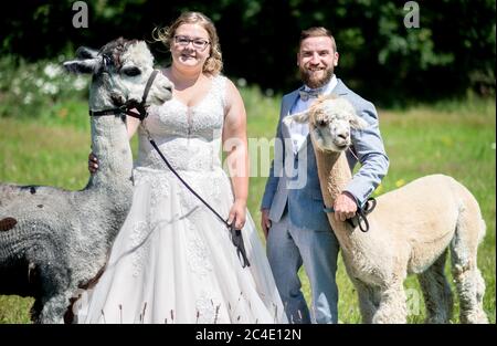 Langenhagen, Germania. 26 Giugno 2020. Sina e Marcel Reichardt, una coppia di nozze da Wedemark, sono in piedi in un pascolo con gli alpaca Kiowa (l) e Nacho. La coppia ha prenotato un evento di nozze in una fattoria alpaca stud e festeggerà la cerimonia di matrimonio civile con gli animali. Credit: Hauke-Christian Dittrich/dpa/Alamy Live News Foto Stock