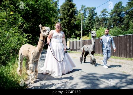 Langenhagen, Germania. 26 Giugno 2020. Sina e Marcel Reichardt, una coppia di nozze da Wedemark, si dirigono a un'escursione con le alpaca Nacho (l) e Kiowa. La coppia ha prenotato un evento di nozze in una fattoria alpaca stud e festeggerà la cerimonia di matrimonio civile con gli animali. Credit: Hauke-Christian Dittrich/dpa/Alamy Live News Foto Stock