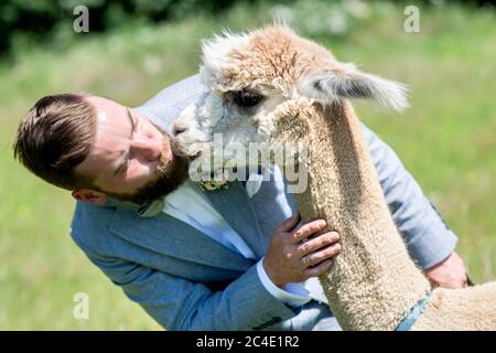 Langenhagen, Germania. 26 Giugno 2020. Lo sposo Marcel Reichardt dà ad Alpaca Nacho un bacio. La coppia di nozze Reichardt da Wedemark ha prenotato un evento di nozze in una fattoria di alpaca stud e celebrerà il loro matrimonio civile con gli animali. Credit: Hauke-Christian Dittrich/dpa/Alamy Live News Foto Stock