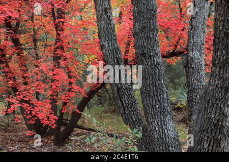 Montagne Chiricahua Coronado N.F. AZ / NOV furrowed tronchi di Arizona White Oak retrocesse da un autunno rosso Canyon Maple in Cave Creek Canyon Foto Stock