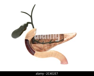 Illustrazione 3D della sezione di taglio del pancreas Foto Stock