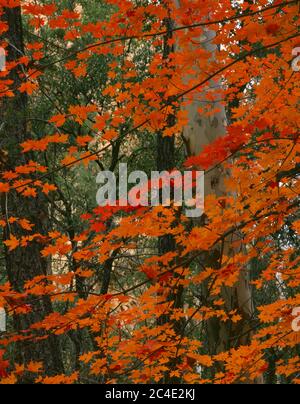 Montagne Chiricahua Coronado National Forest AZ / rami Oct spessi con foglie rosse di autunno di acero bignatello retroceduto dal tronco di un maturo Foto Stock