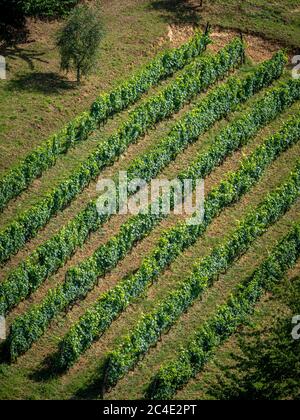 Vitigni che crescono su una ripida collina a Siena. Italia Foto Stock