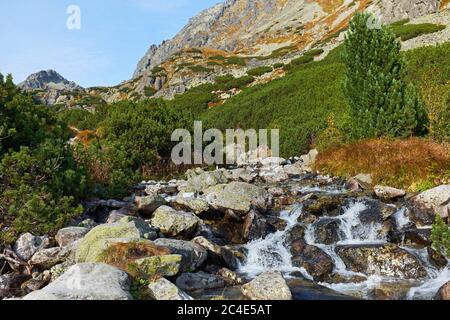 Torrente di montagna su pietre con pineta tra le cime. Foto è stata scattata nelle montagne di High Tatra, vicino al lago Strbske e alla cascata di Skok in Slovacchia Foto Stock