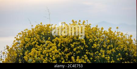 Spartium junceum, la scopa spagnola, scopa rush o tessitore. Piante ornamentali tossiche e velenose selvatiche utilizzate come aromatizzanti, per olio e colorante essenziali, divieto Foto Stock