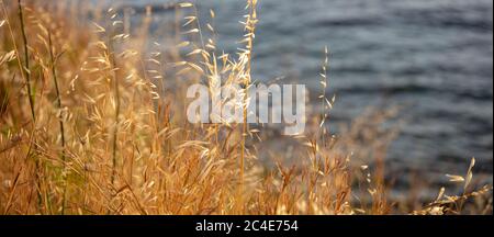 L'avena selvatica comune, l'avena fatua, considerata come erba. La pianta secca dorata della famiglia delle poaceae è un'erbaccia nociva utilizzata per il pascolo. Sfocatura acqua di mare backg Foto Stock