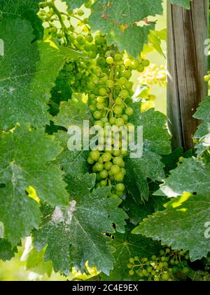 Primo piano di vigneti coltivati in un vigneto. Italia Foto Stock