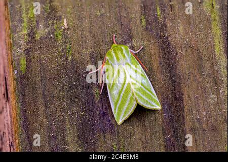 Linee d'argento verde Pseudoips prasinana una specie abbastanza comune di falena verde britannica. Foto Stock