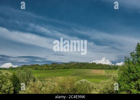 Vigneti sulle colline in pendenza a Sommerhausen, sul fiume meno, Germania Foto Stock