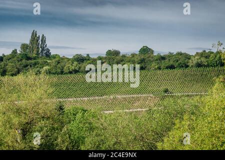 Vigneti sulle colline in pendenza a Sommerhausen, sul fiume meno, Germania Foto Stock