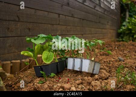 Pianta verde con radici pronte per piantare Foto Stock