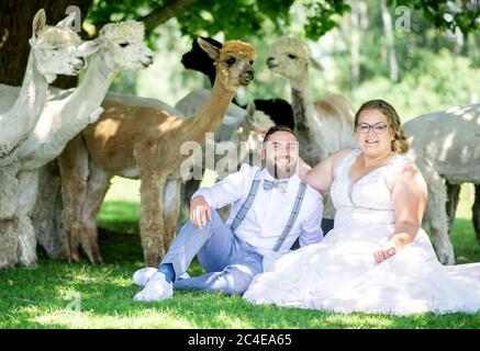 Langenhagen, Germania. 26 Giugno 2020. Sina e Marcel Reichardt, coppia di nozze di Wedemark, sono seduti insieme con alpaca su un pascolo. La coppia ha prenotato un evento di nozze in una fattoria di alpaca e festeggerà la cerimonia di matrimonio civile con gli animali. Credit: Hauke-Christian Dittrich/dpa/Alamy Live News Foto Stock