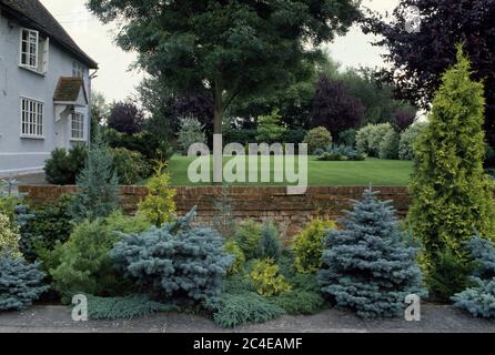 Giardino di campagna con conifere basse e verdi in crescita in area pavimentata separata dal prato da muro di mattoni Foto Stock