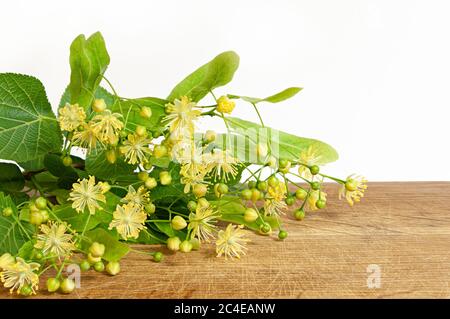 Fiori freschi e foglie di tiglio su sfondo di legno. Messa a fuoco profonda Foto Stock