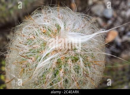 Oreocereus celsianus. Cactus dal Sud America che sembra molto vecchio. Foto Stock
