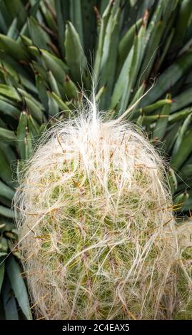 Oreocereus celsianus. Cactus dal Sud America che sembra molto vecchio. Foto Stock