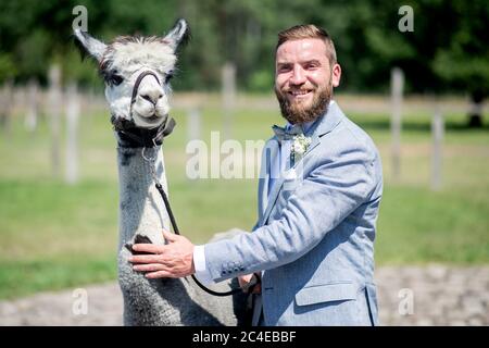 Langenhagen, Germania. 26 Giugno 2020. Lo sposo Marcel Reichardt sta in piedi con Alpaca Kiowa su un pascolo. La coppia di nozze Reichardt da Wedemark ha prenotato un evento di nozze in una fattoria di alpaca stud e celebra la loro cerimonia di nozze civile con gli animali. Credit: Hauke-Christian Dittrich/dpa/Alamy Live News Foto Stock