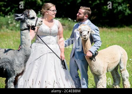 Langenhagen, Germania. 26 Giugno 2020. Sina e Marcel Reichardt, una coppia di nozze da Wedemark, sono in piedi in un pascolo con gli alpaca Kiowa (l) e Nacho. La coppia ha prenotato un evento di nozze in una fattoria alpaca stud e festeggerà la cerimonia di matrimonio civile con gli animali. Credit: Hauke-Christian Dittrich/dpa/Alamy Live News Foto Stock