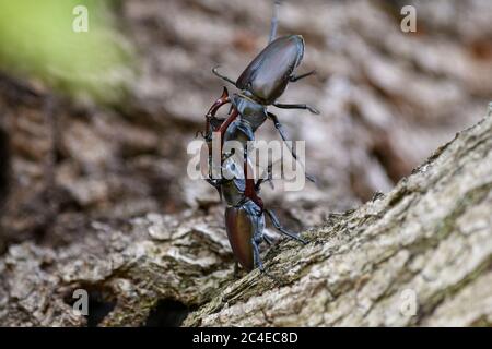 Due scarabei maschi che combattono con le loro mascelle come cervi fanno con le loro formiche. Foto Stock