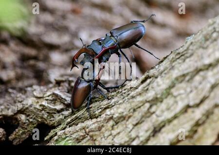Due scarabei maschi che combattono con le loro mascelle come cervi fanno con le loro formiche. Foto Stock