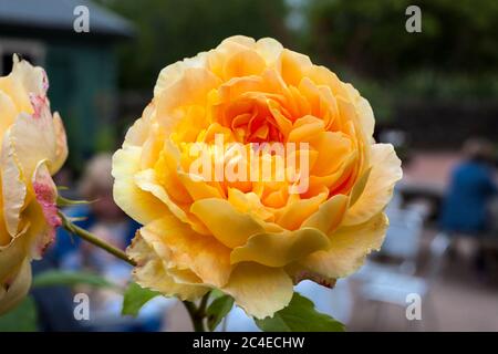 Rosa 'Molineux' una pianta arbusto di colore giallo arancio a due fiori Foto Stock
