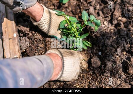 Nonno anziano che fa giardinaggio sul terreno inginocchiato, giorno di sole. Luci di mare e pala in mano. Pentole su suolo Foto Stock