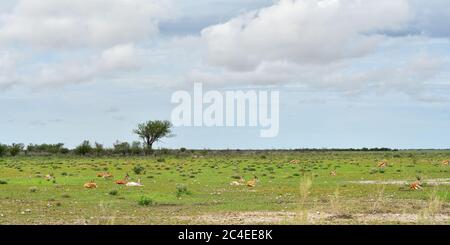 Mandria antilope di Springbok che riposa sul terreno freddo nel parco nazionale di Etosha in Namibia al mattino; Antidorcas Marsupialis Foto Stock