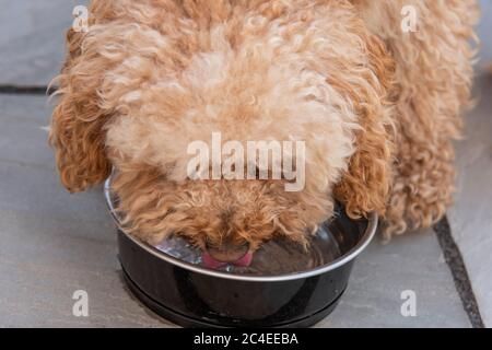 Un cane Cockapoo che beve acqua da una ciotola d'acqua, UK Foto Stock