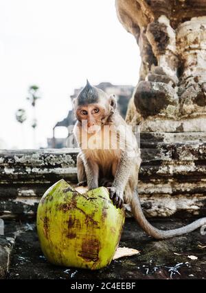 Scimmia mangiare cocco, Angkor wat, Siem Reap, cambogia, Sud-est asiatico Foto Stock