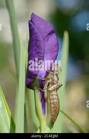 Southern Hawker Dragonfly (Aeshna cyanea) pelle di ninfa vuota su un fiore di iride dopo che l'adulto è emerso Foto Stock