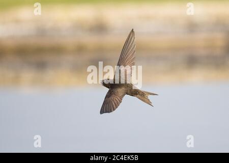 Comune (Swift Apus apus) Foto Stock