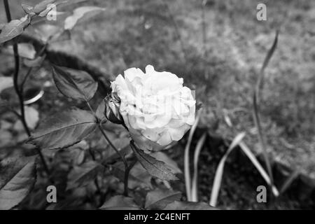 Cimitero comunale di Orneta, Warmia, terra storica nel Voivodato Warmiano-Masuriano. Foto Stock