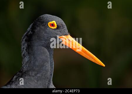 Ritratto di un raro ostrystercatcher nero africano (Haematopus moquini) su nero, Sudafrica Foto Stock