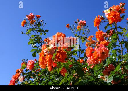 Rosa rambler arancione, rosa Westerland rose rampicanti Foto Stock