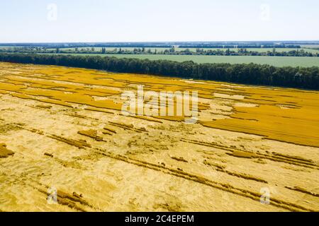 Il grano morto raccolto a causa dell'uragano su un grande campo in Ucraina. Giallo grano secco distrutto dal vento. Colpo drone. Foto Stock