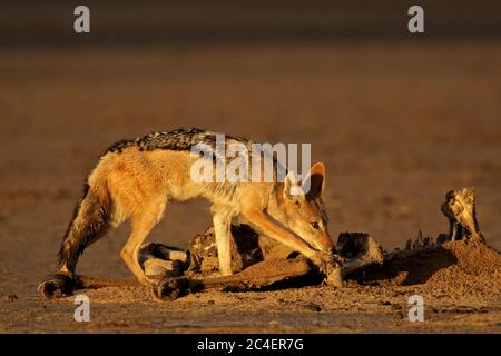 Jackals con supporto nero (Canis mesomelas) che scavengeva i resti di un antilope, Kalahari, Sudafrica Foto Stock