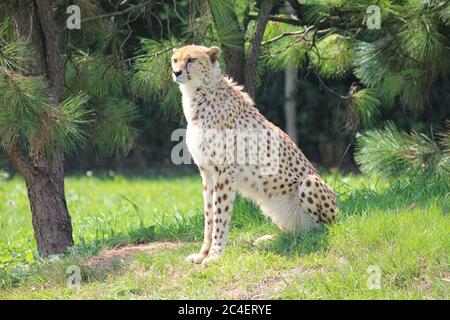 Ghepardo nel parco dello zoo di Overloon Foto Stock