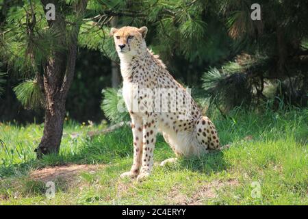 Ghepardo nel parco dello zoo di Overloon Foto Stock